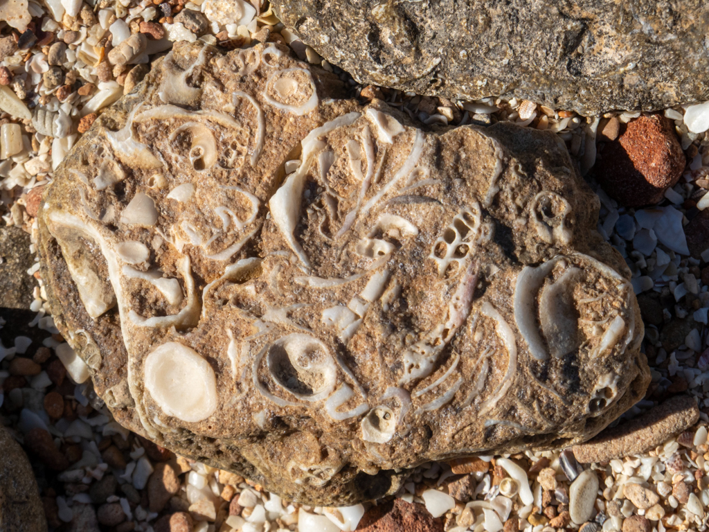 Im Sandboden festgebackene Muschelschalen