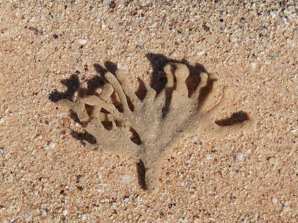 Der Baum des Lebens: Wir haben einen Schwamm am Strand gefunden