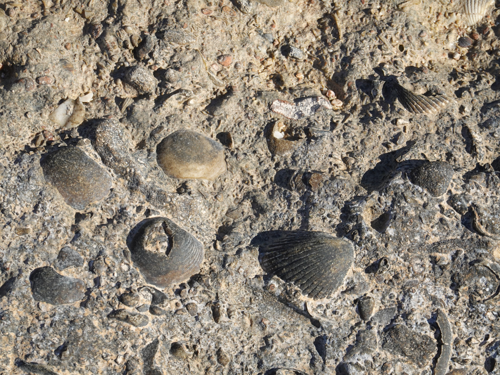 Im Sandboden festgebackene Muschelschalen