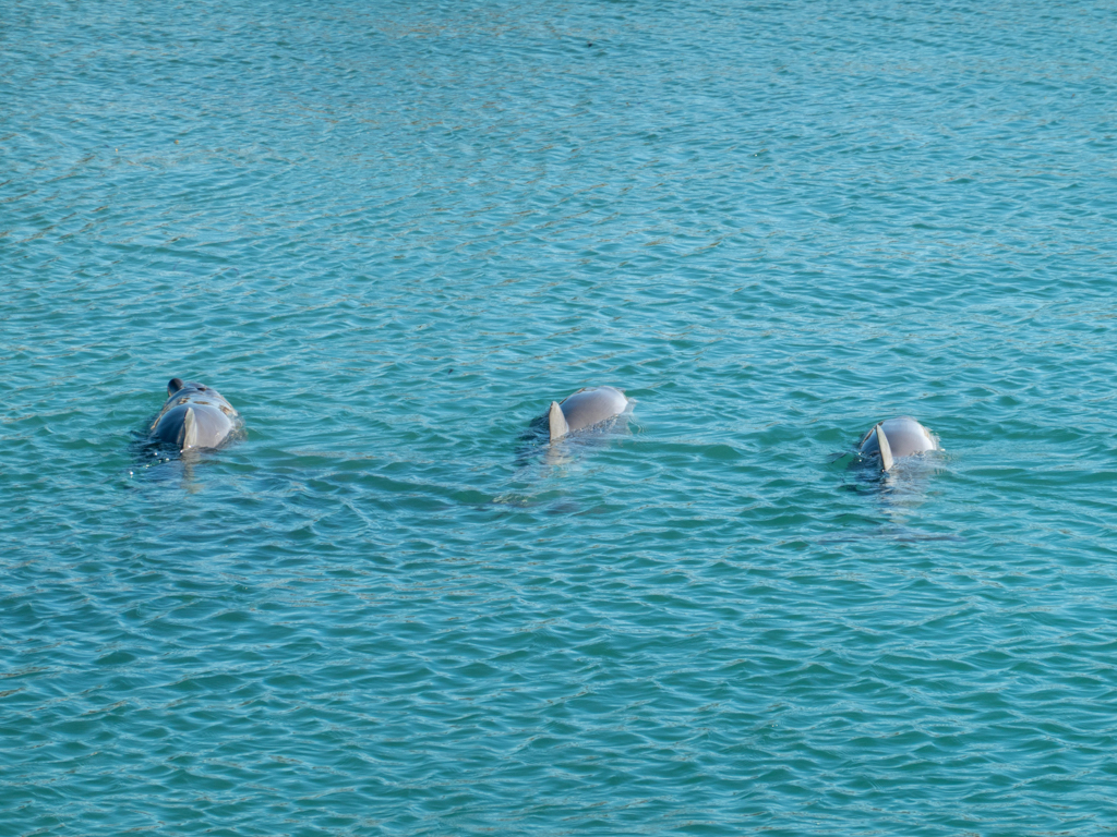 Immer wieder tauchen Delfine zusammen aus dem Wasser auf