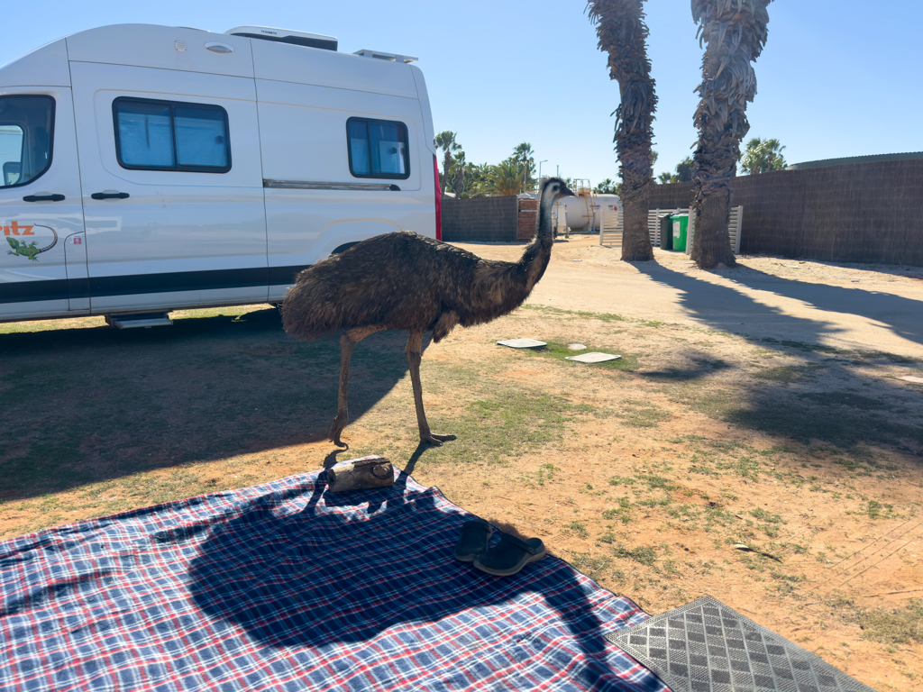 BEWARE OF THE EMU! Neugierig und überhaupt nicht scheu streunen sie stets auf Futtersuche durch den Campground