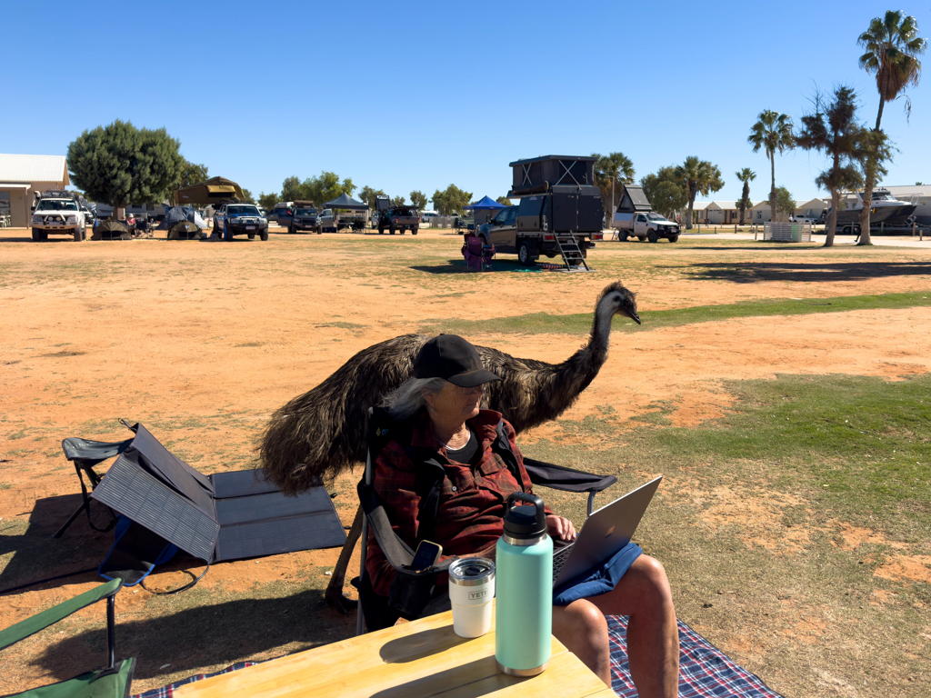 BEWARE OF THE EMU! Neugierig und überhaupt nicht scheu streunen sie stets auf Futtersuche durch den Campground