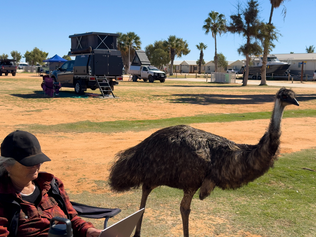 BEWARE OF THE EMU! Neugierig und überhaupt nicht scheu streunen sie stets auf Futtersuche durch den Campground