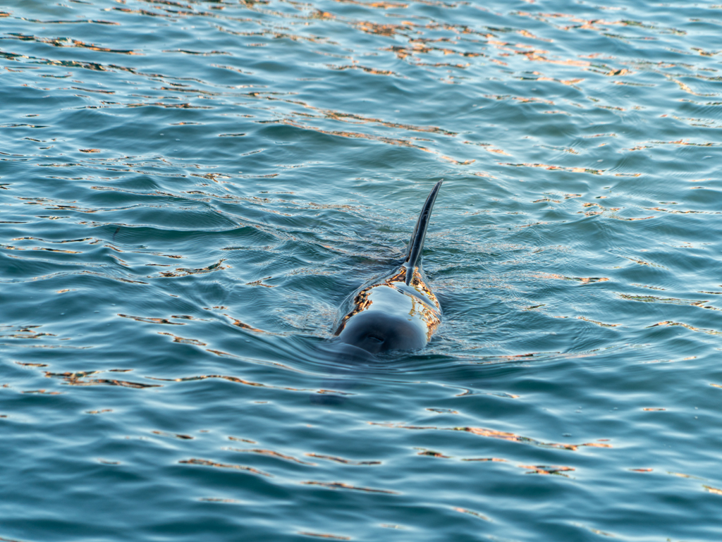 Eine der beiden Delfindamen taucht am Morgen nass glänzend aus dem Meer auf und schwimmt ein wenig umher