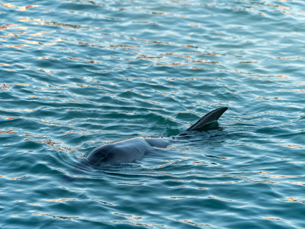 Eine der beiden Delfindamen taucht am Morgen nass glänzend aus dem Meer auf und schwimmt ein wenig umher