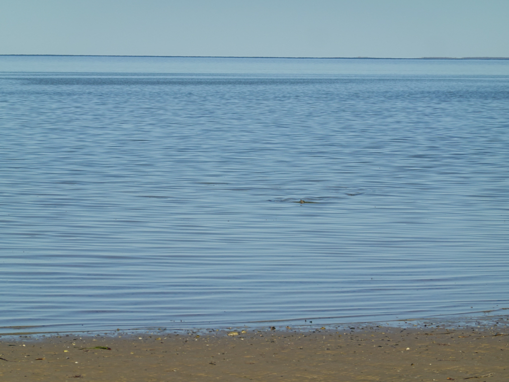 Nur gerade eben kommen die Rückenflossen der Geigenkasten Rochen aus dem Wasser hervor