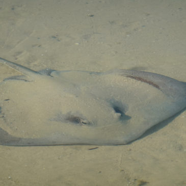 Monkey Mia & Shark Bay: UNESCO Weltnaturerbe