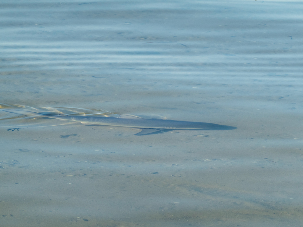 Zwischen all den kleineren Stachelrochen und den Geigenkasten Rochen schwimmt auch dieser kleine Hai umher...