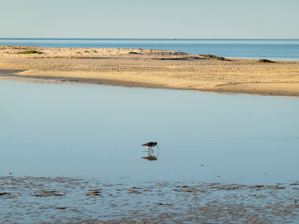 Eine Pfuhlschnepfe, Bar-tailed Godwit, hofft im flachen Wasser etwas Nahrung zu finden