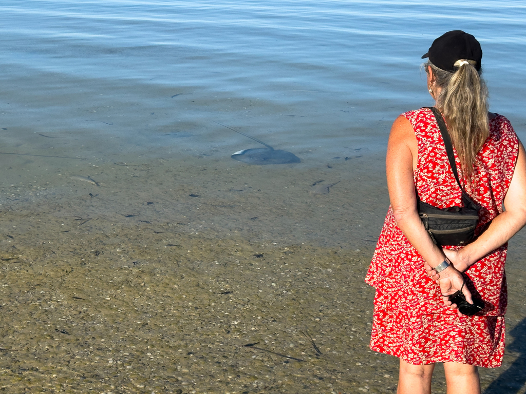 Ma bestaunt im stillen flachen Wasser der Bucht ein paar Stachelrochen