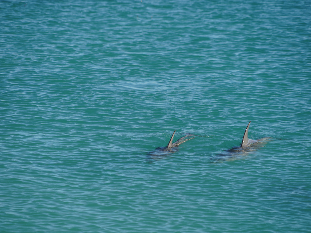 Immer wieder sind Delfine in der Bucht zu sehen. Diesmal schwimmen zur Freude aller gleich 2 von Ihnen umher