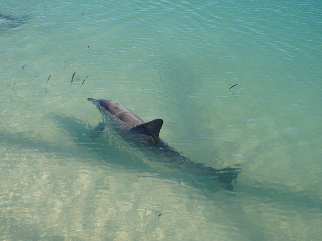 Immer wieder sind Delfine in der Bucht zu sehen. Im ruhigen Wasser der Bucht kommt dieser immer wieder aus dem Wasser heraus