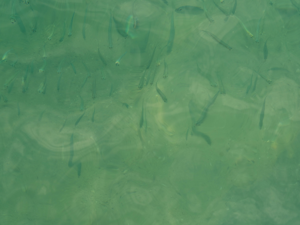 Ein Schwarm kleiner Fische ist im flachen klaren Wasser der Bucht wunderbar zu erkennen