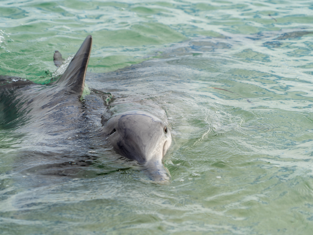 Fast so als würden sie kuscheln, schwimmen diese beiden Delfine dicht aneinander vorbei