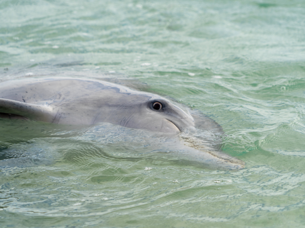 Mit starrem Blick schaut sich dieser Delfin aus dem Wasser seine Umbegung an