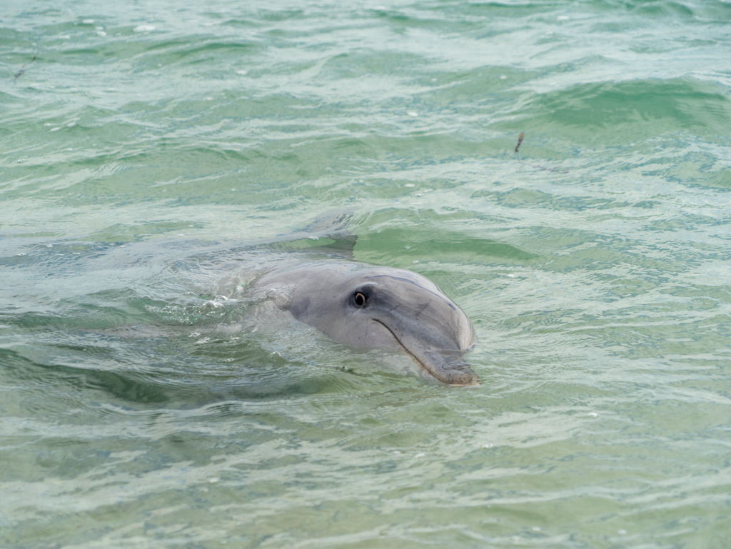 Wir Menschen meinen, dass uns dieser Delfin mit einem lachendem Auge anschaut...