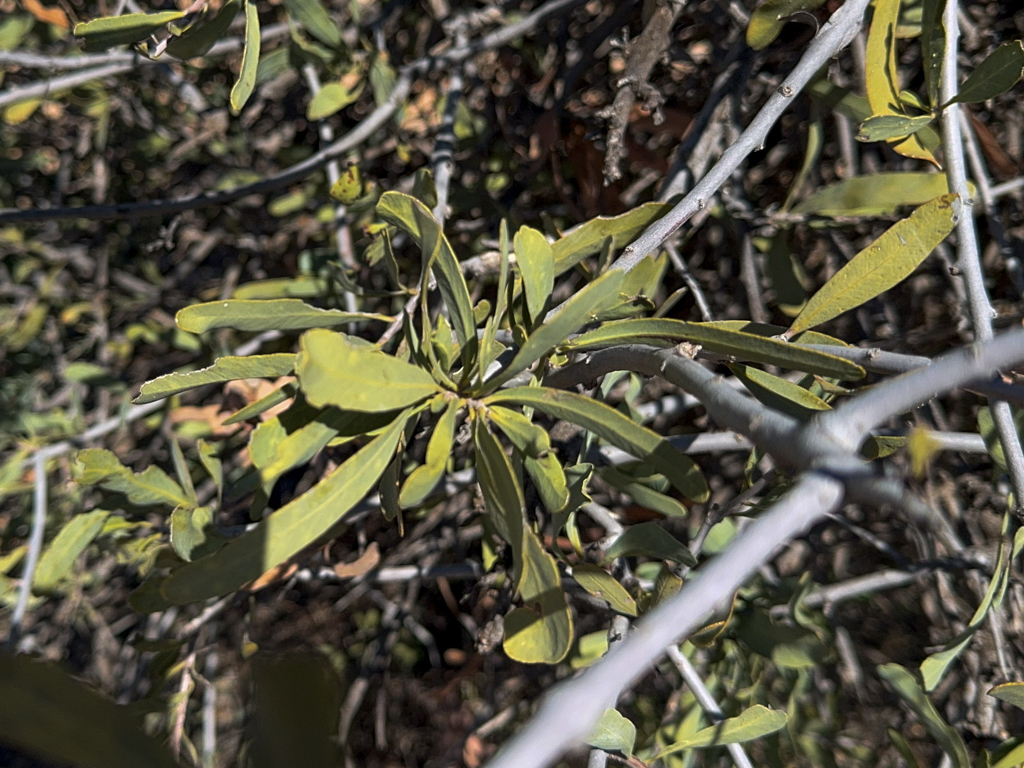 Scaevola spinescens, eine Unterart der Kandarapflaume