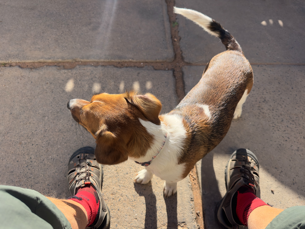 Der kleine Hundi der Garage kommt immer aufgeregt bei der Kundschaft vorbei