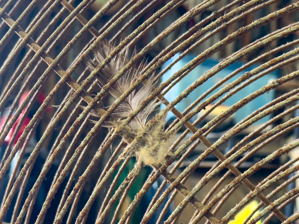 Hoffentlich nur ein Federli und nicht auch der Rest des Vogels der hier durchgegangen war...