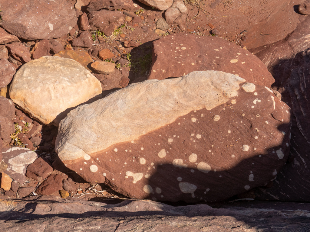 Ein förmlich gesprenkelter Sandstein am Wegesrand