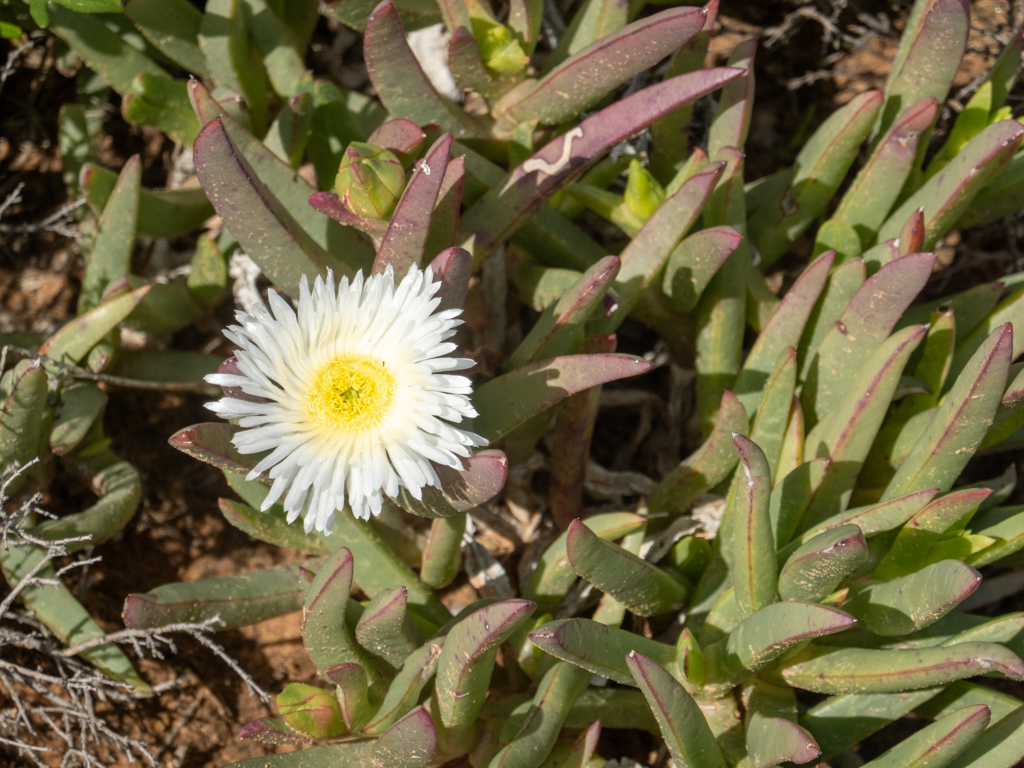 Carpobrotus edulis - eine kriechende Sukkulente, die ursprünglich aus Südafrika stammt