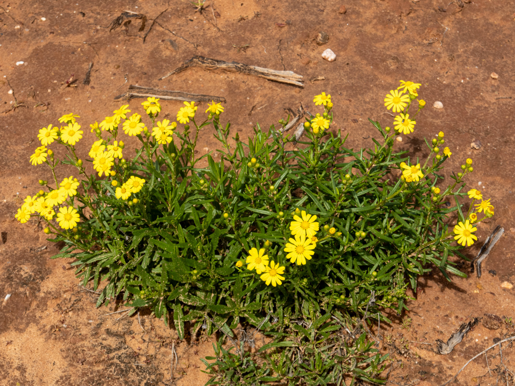Fiederblättriges Greiskraut - Senecio pinnatifolius