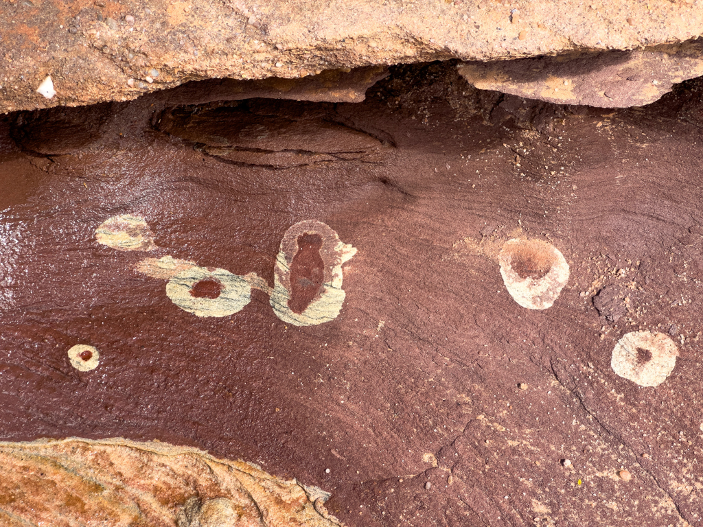 The Circle of Live. Kleine kreisartige Bakterien auf dem Sandgestein der Kalbarri Beach