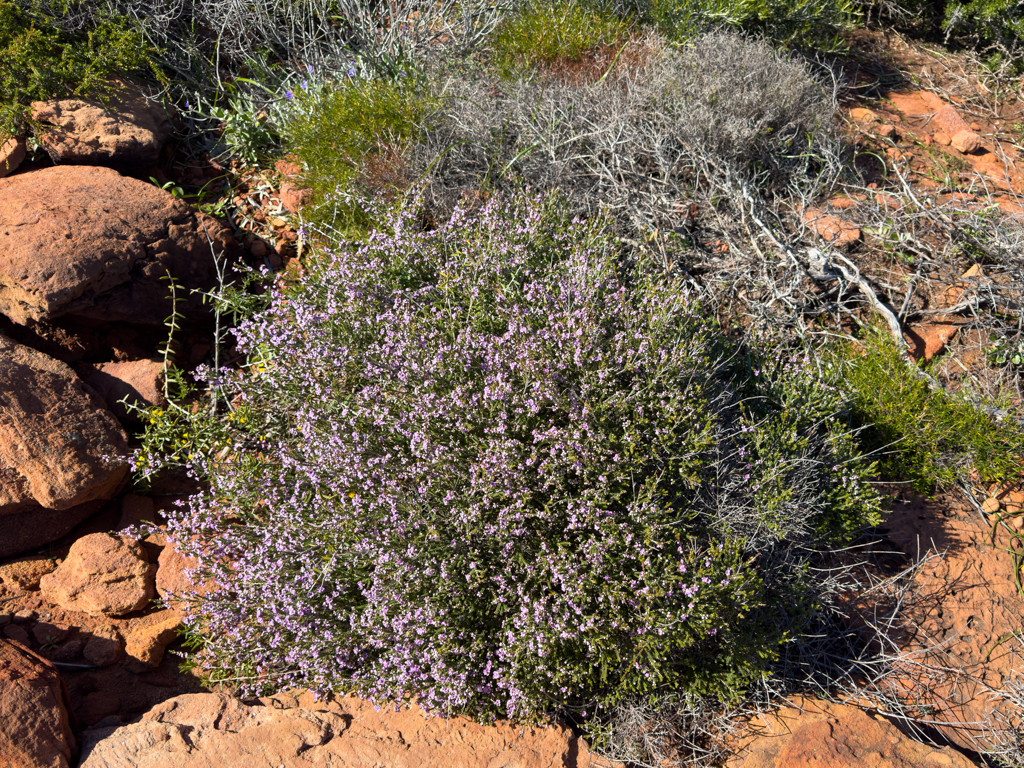 Ein australischen Thryptomene denticulata, ein typischer Vertreter der Heidekrautgewächse