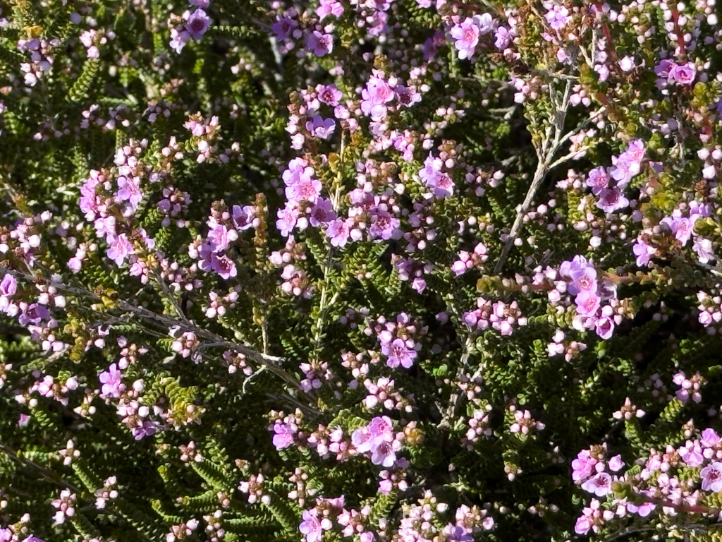 Kleine zarten lila Blüten des australischen Thryptomene denticulata, ein typischer Vertreter der Heidekrautgewächse