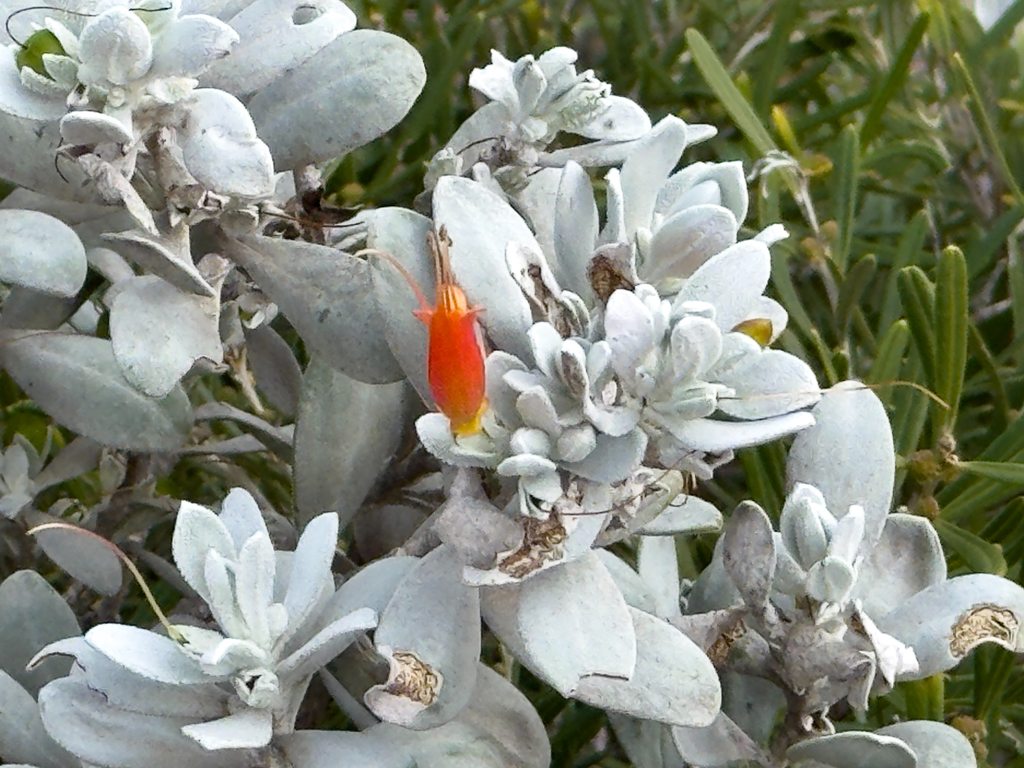 Emu Busch - Eremophila glabra