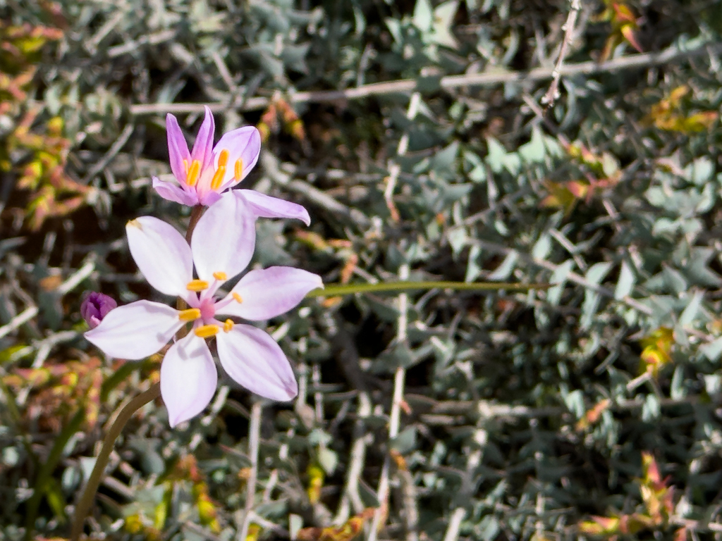 Milchmädchen, Milkmaids - Burchardia umbellata