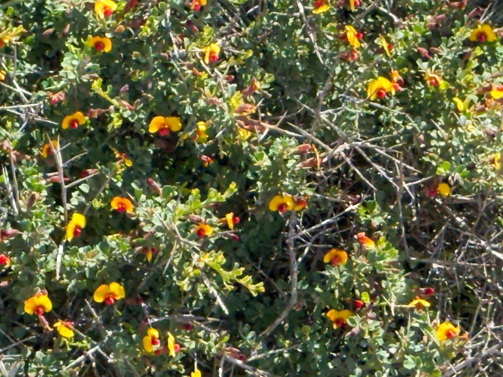 Eutaxia microphylla