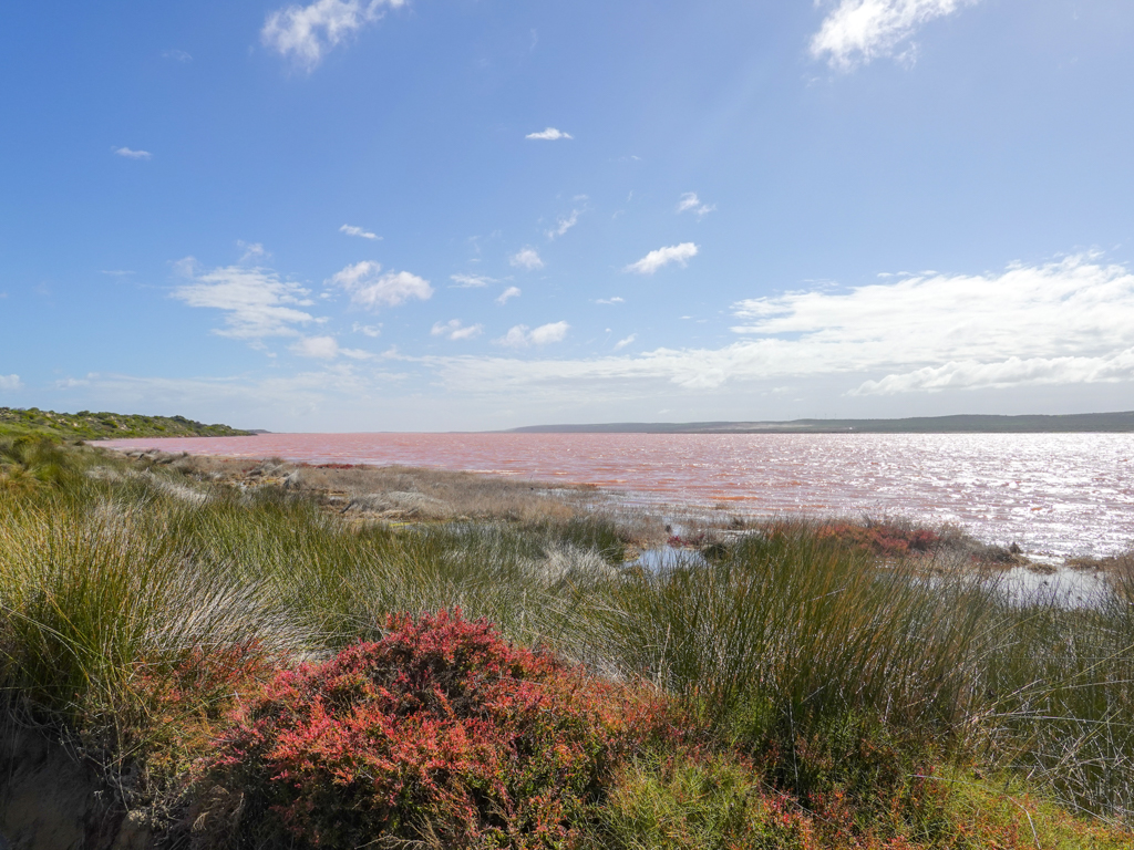Das teilweise sumpfige Ufer der Pink Lagoon