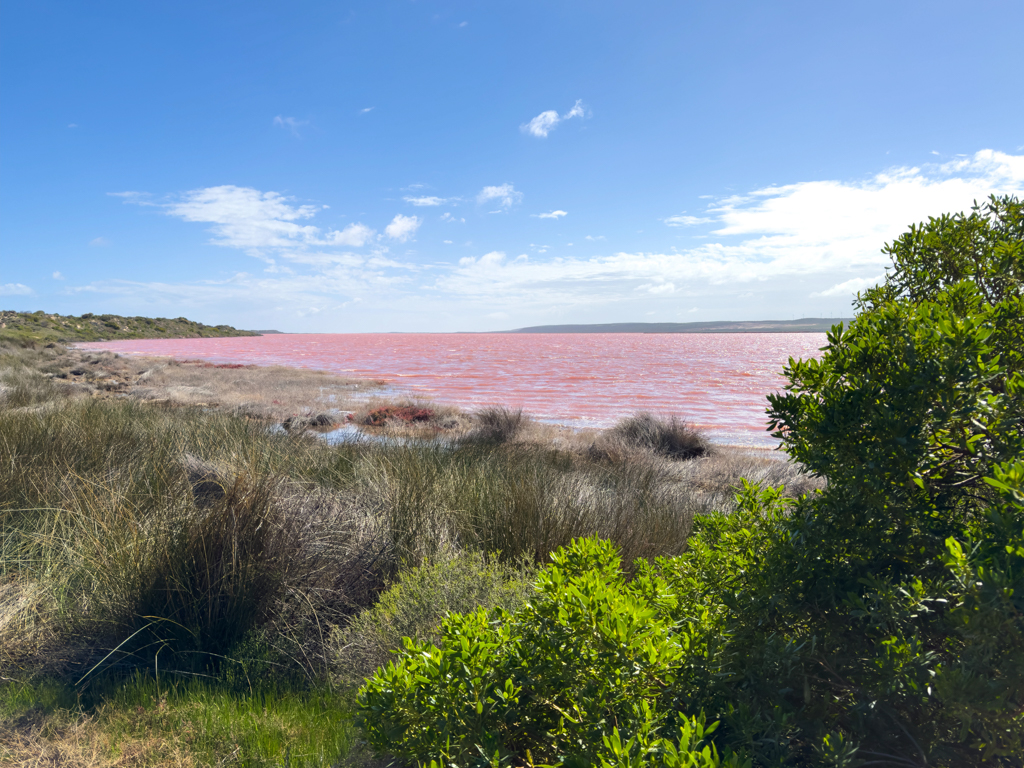 Die bunte Uferböschung der grossen Pink Lagoon