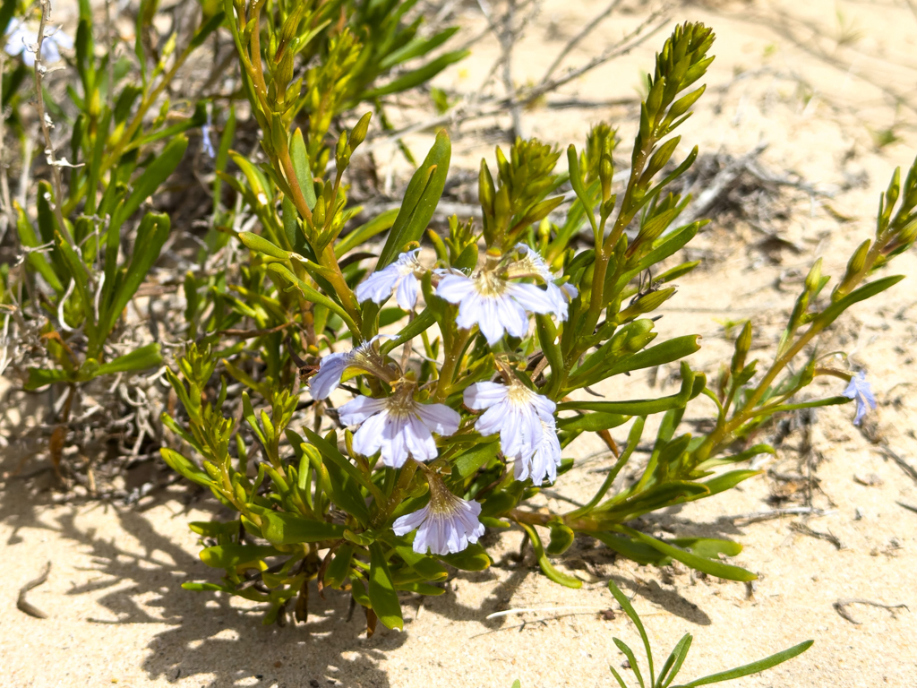 Blaue Fächerblume- Scaevola aemula im sandigen Boden