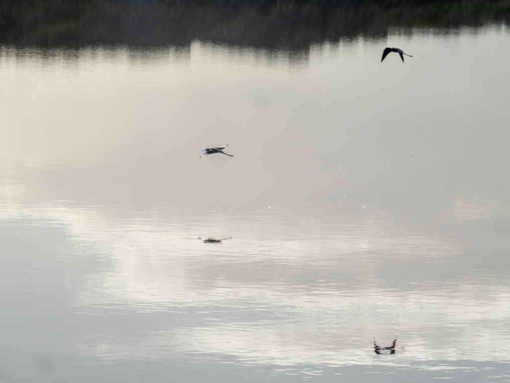 Der Flug der beiden Stelzenläufer spiegelt sich auf der Wasseroberfläche