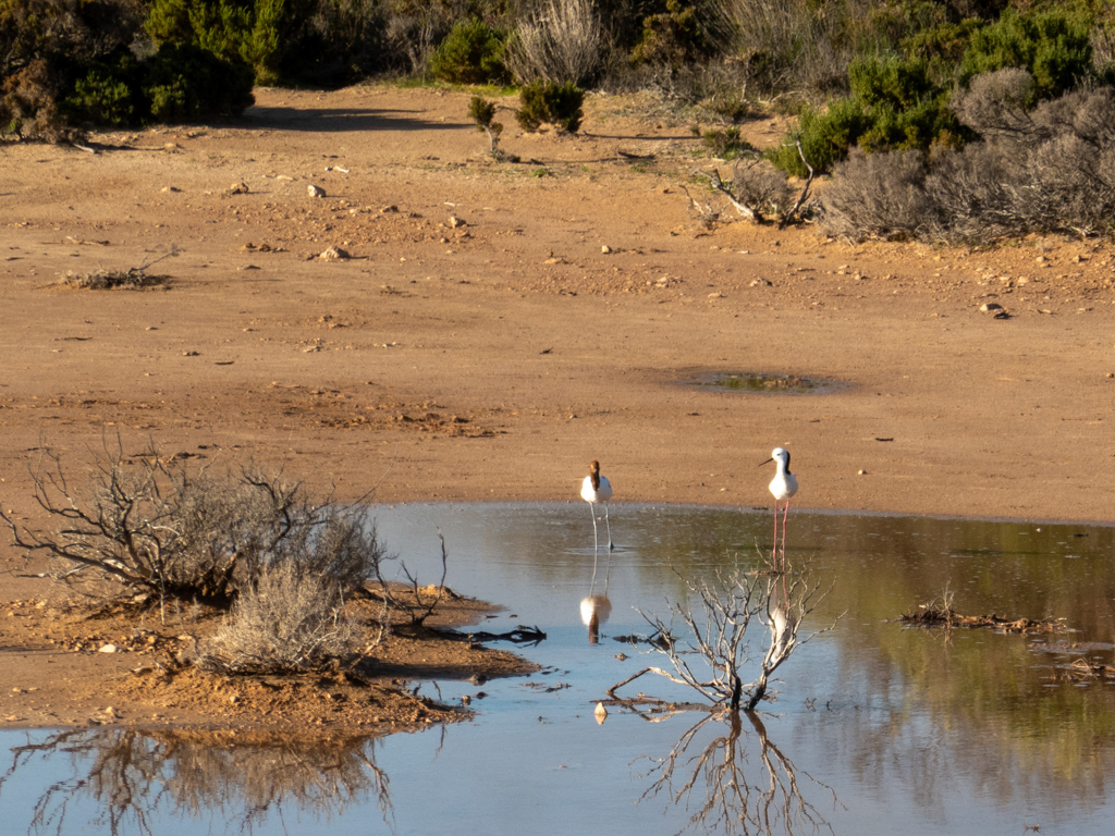 Zwei unterschiedliche Vögel gehen Seite an Seite durchs flache Wasser der Lagune