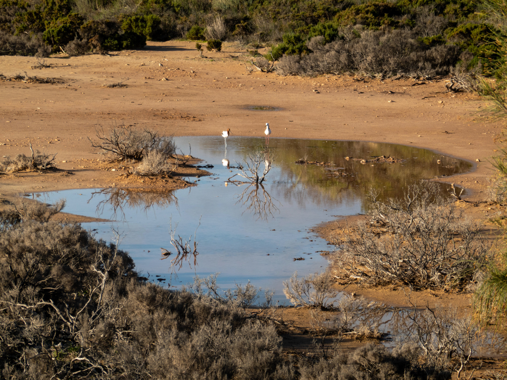 Zwei unterschiedliche Vögel gehen Seite an Seite durchs flache Wasser der Lagune