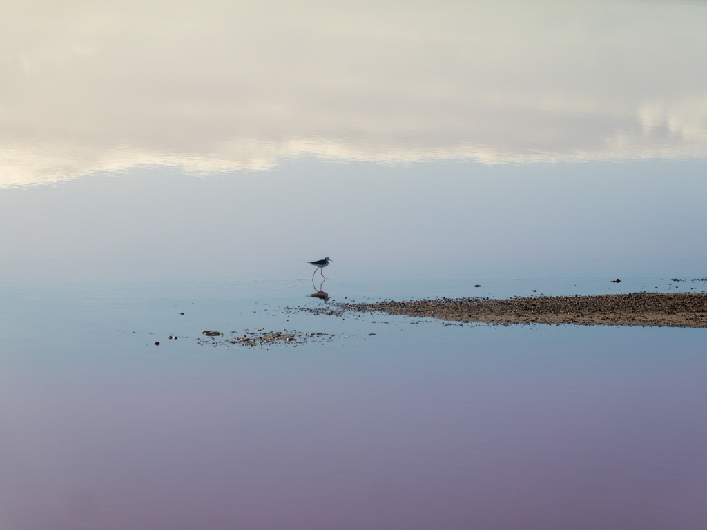 Im ruhigen Wasser der pinkfarbenen Lagune spiegelt sich ein Stelzenläufer
