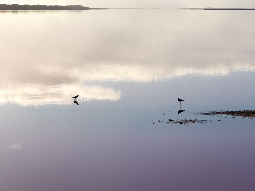 Im ruhigen Wasser der Lagune spiegeln sich zwei Stelzenläufer