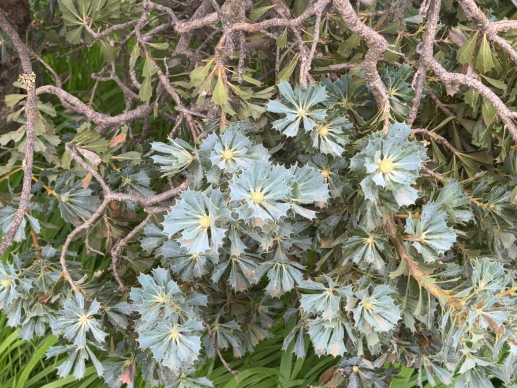 Papageienbusch - Banksia sessilis - begegnet uns hier zum ersten Mal; wir werden sie im Süden von WA noch öfters antreffen