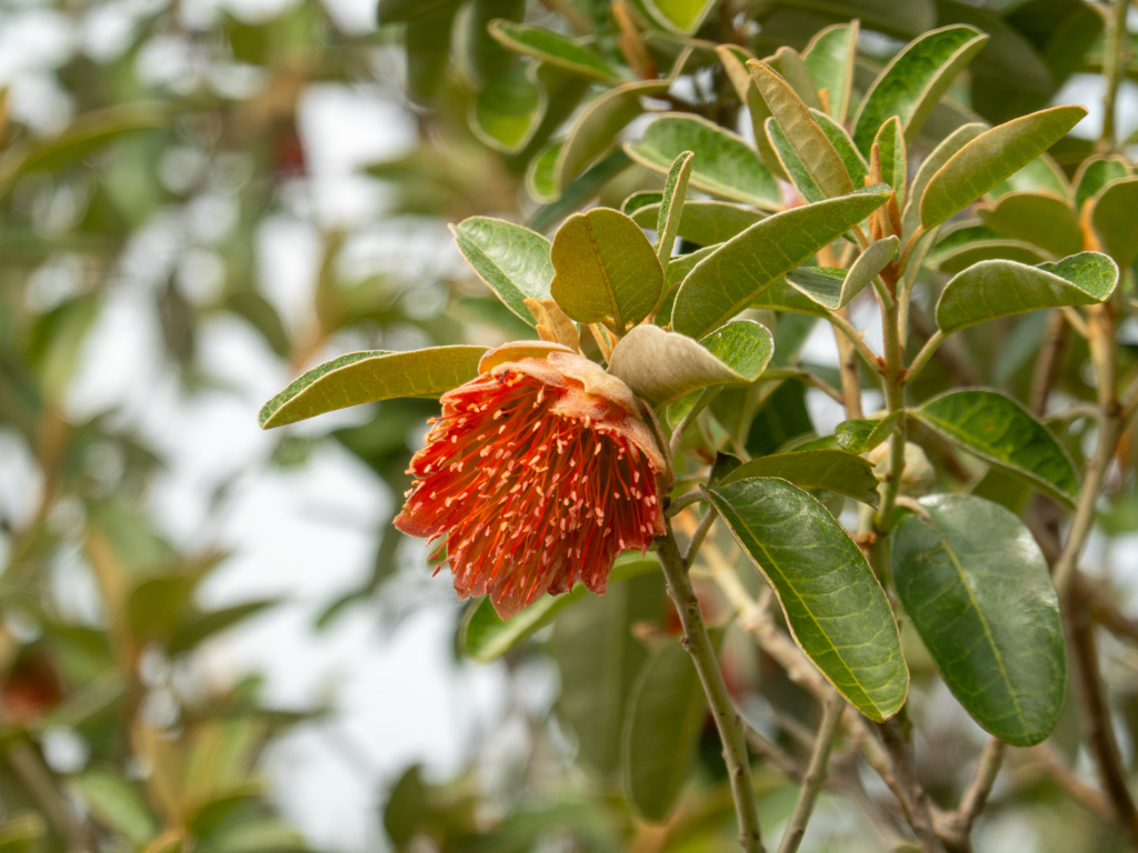 Dampier's Rose - Diplolaena dampieri - endemisch an der Westküste Westaustraliens