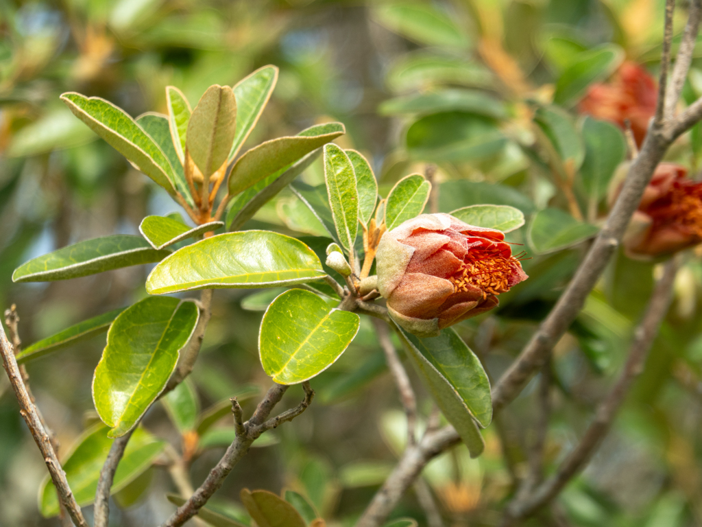 Dampier's Rose - Diplolaena dampieri
