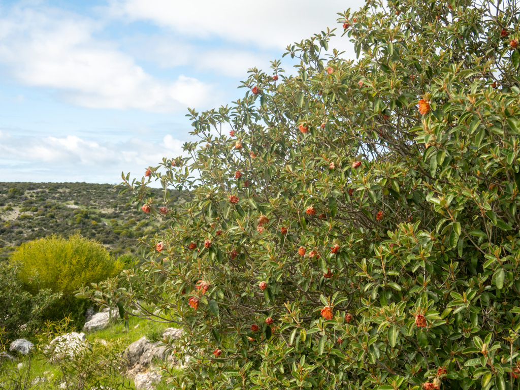 Dampier's Rose - Diplolaena dampieri - endemisch an der Westküste Westaustraliens