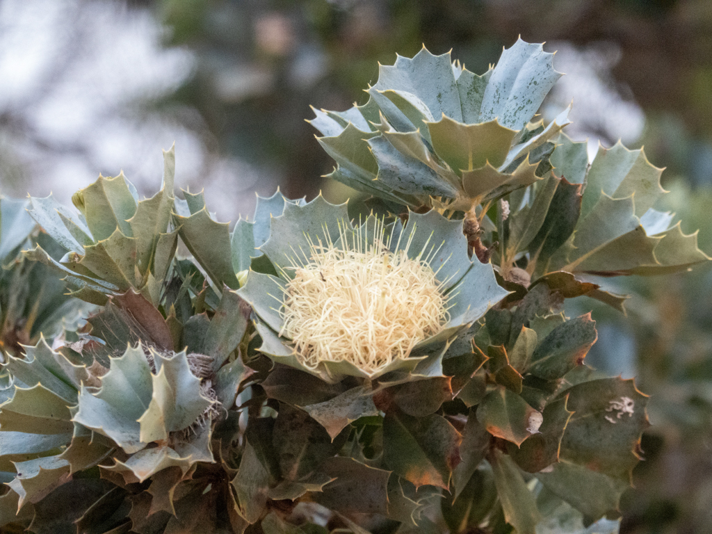 Papageienbusch - Banksia sessilis