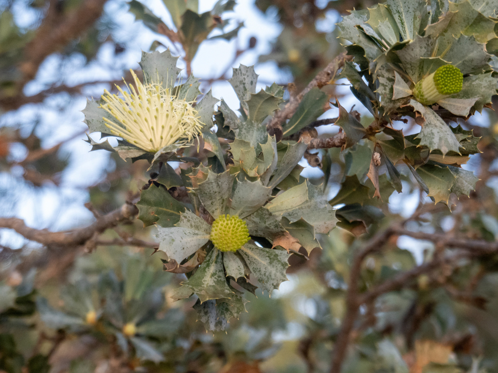 Papageienbusch - Banksia sessilis