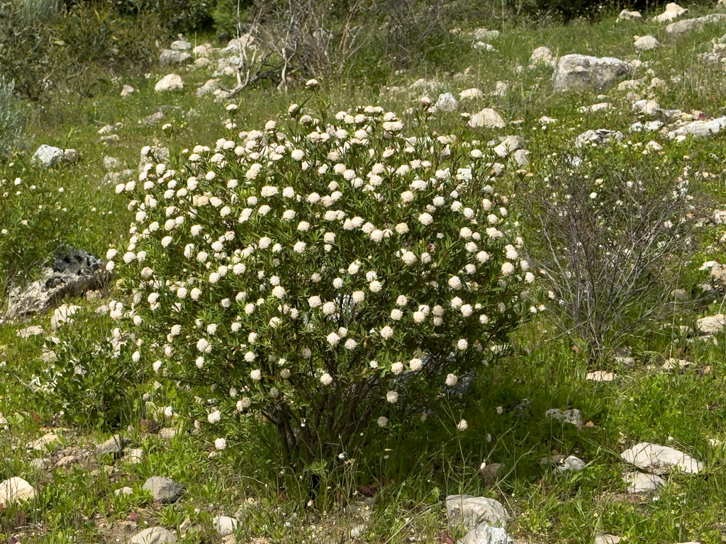 Strauch mit vielen hübschen, weissen Blüten - Pimelea ligustrina