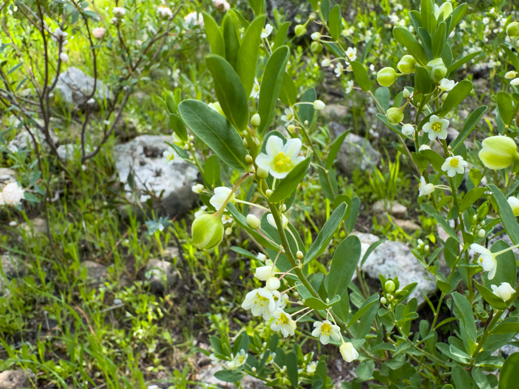 Falsche Boronia - Phyllanthus calycinus oder Lysiandra calycina