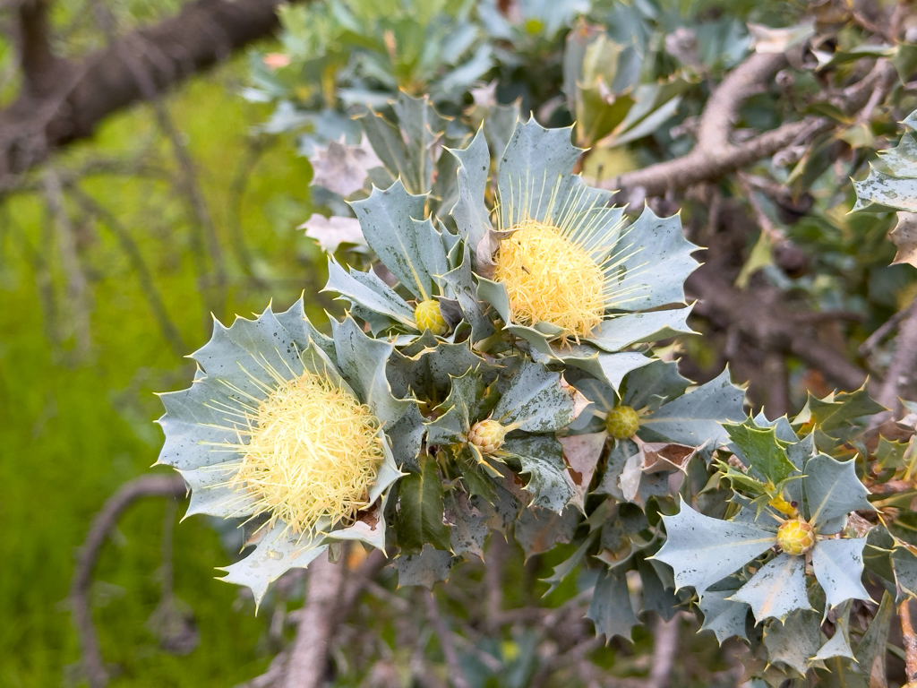 Papageienbusch - Banksia sessilis