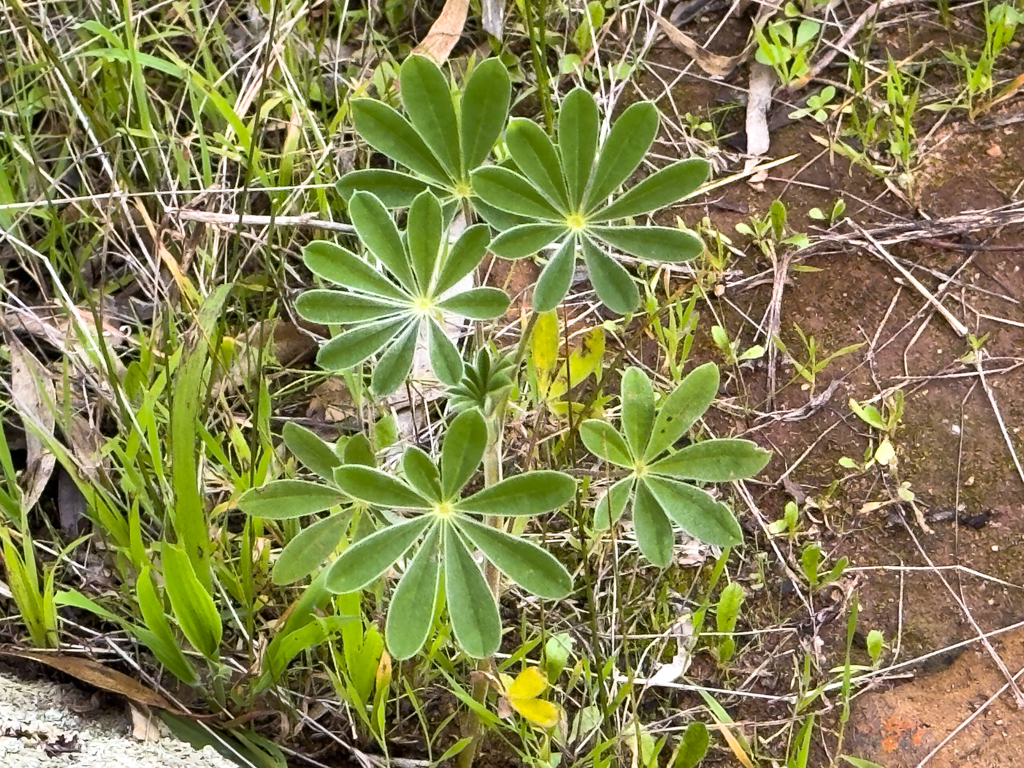 Blaue Lupinie, Western Blue Lupin - Lupinus cosentinii - ein weit verbreitetes Unkraut in WA aus dem Mittelmeergebiet